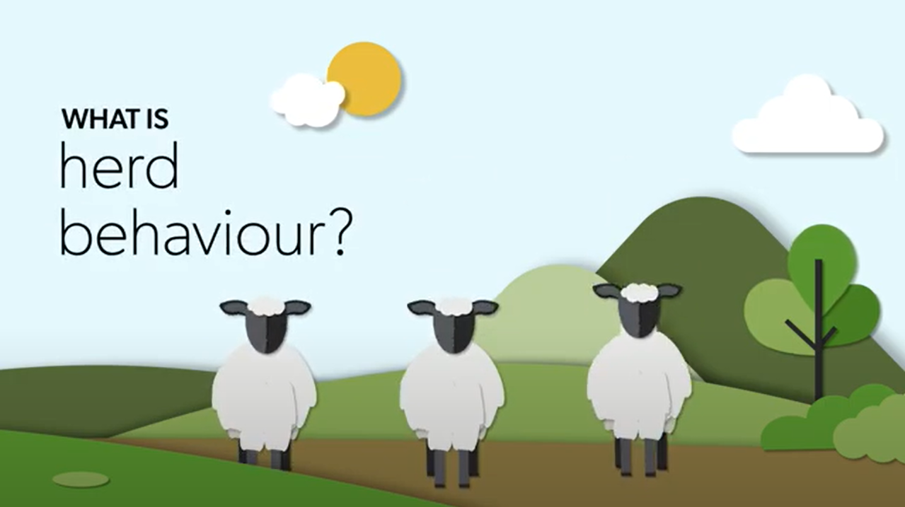 What is herd behaviour?